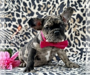 French Bulldog Puppy for sale in LANCASTER, PA, USA