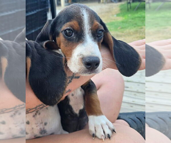 Medium Photo #2 Bagle Hound Puppy For Sale in Dunnellon, FL, USA