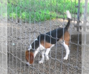 Father of the Beagle puppies born on 03/25/2025