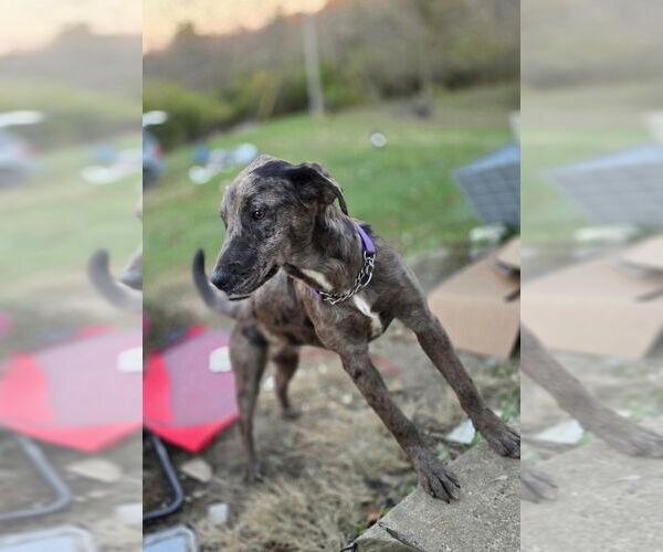 Medium Photo #2 Australian Shepherd-Catahoula Leopard Dog Mix Puppy For Sale in Aurora, IN, USA