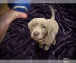 Small Photo #11 Labrador Retriever Puppy For Sale in SANTA MONICA, CA, USA