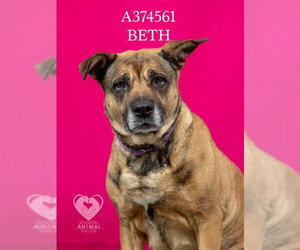 German Shepherd Dog Dogs for adoption in Stockton, CA, USA