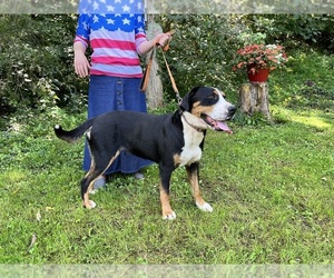 Mother of the Greater Swiss Mountain Dog puppies born on 10/04/2023