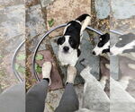 Small #2 Mutt