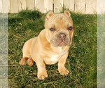Small Photo #1 American Bully Puppy For Sale in PASCO, WA, USA