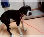Small American Pit Bull Terrier Mix