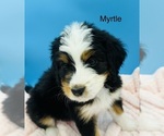 Puppy Myrtle Bernedoodle