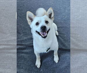 American Eskimo Dog-Unknown Mix Dogs for adoption in Pikesville, MD, USA