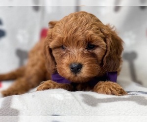 Cavapoo-Poodle (Miniature) Mix Puppy for sale in LAKELAND, FL, USA