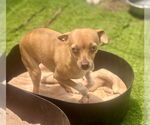 Small #2 Italian Greyhuahua