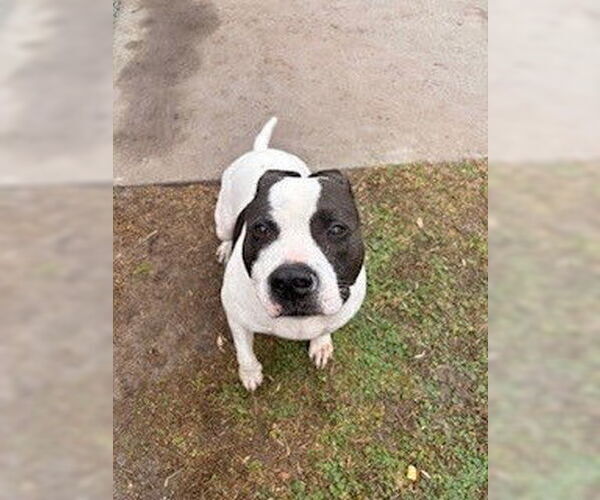 Medium Photo #2 Mutt Puppy For Sale in St. Cloud, FL, USA