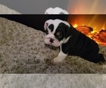 Small Photo #21 English Bulldog Puppy For Sale in COLUMBUS, OH, USA