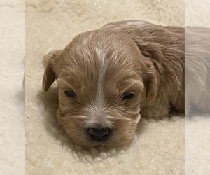 Cavalier King Charles Spaniel Puppy for sale in COMMERCE CITY, CO, USA