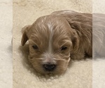Small Photo #1 Cavalier King Charles Spaniel Puppy For Sale in COMMERCE CITY, CO, USA