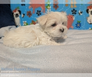 Medium Maltese