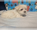Puppy Kermit Maltese
