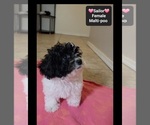 Small #1 Maltipoo (Toy)