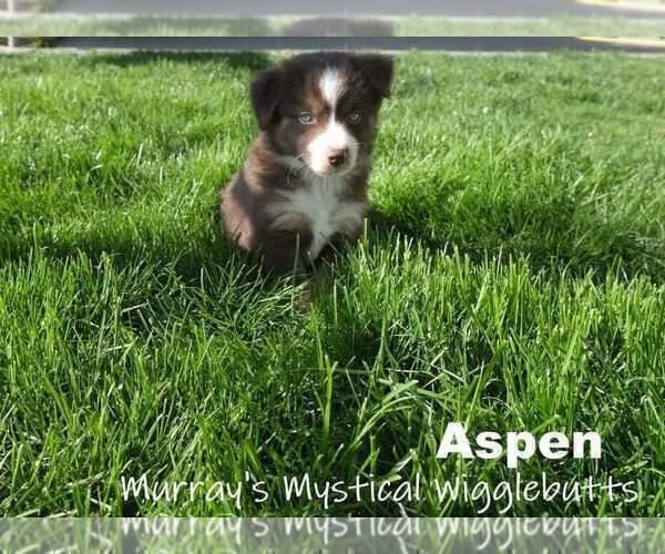 Medium Photo #4 Miniature American Shepherd Puppy For Sale in PASCO, WA, USA