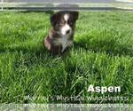 Small Photo #4 Miniature American Shepherd Puppy For Sale in PASCO, WA, USA