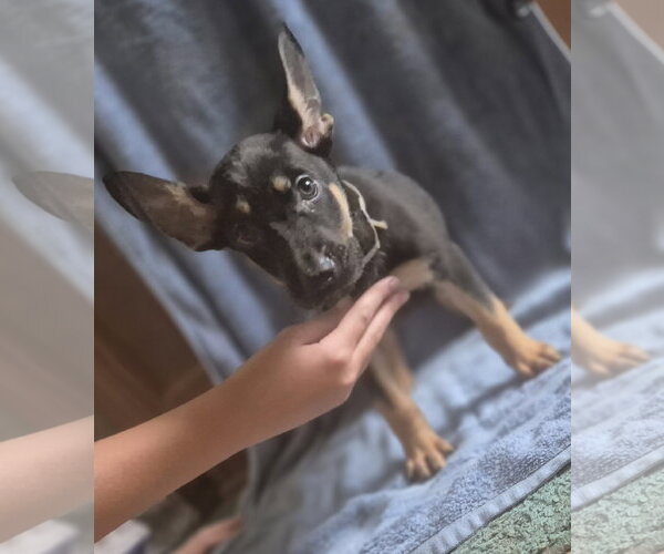 Medium Photo #1 German Shepherd Dog-Unknown Mix Puppy For Sale in The Woodlands, TX, USA
