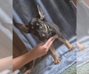 German Shepherd Dog-Unknown Mix Dogs for adoption in The Woodlands, TX, USA