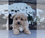 Small #3 Maltipoo
