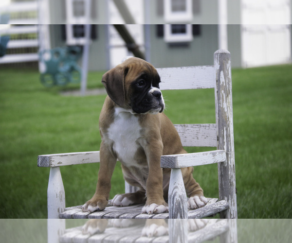 Medium Photo #7 Boxer Puppy For Sale in SHIPSHEWANA, IN, USA