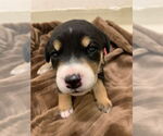 Small Australian Shepherd