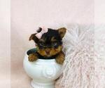 Small #39 Yorkshire Terrier