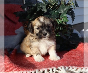 Zuchon Puppy for sale in THORP, WI, USA