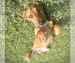 Small #2 Redbone Coonhound Mix