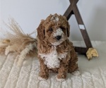 Puppy Macy Goldendoodle (Miniature)