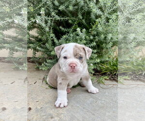 Bulldog Dogs for adoption in Menifee, CA, USA