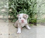 Clover - Male Bulldog Dog for Adoption - Small photo