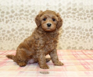 Cavapoo Puppy for sale in DENVER, PA, USA