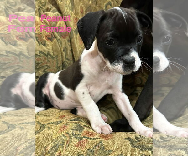 Medium Photo #1 Australian Shepherd-Unknown Mix Puppy For Sale in Jackson Township, NJ, USA