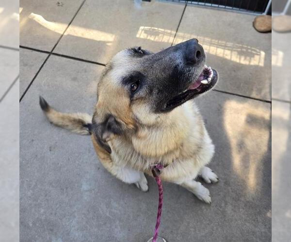 Medium Photo #2 Anatolian Shepherd-German Shepherd Dog Mix Puppy For Sale in Sacramento, CA, USA