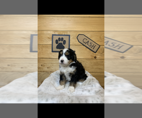Medium Photo #5 Bernedoodle Puppy For Sale in NEW PHILA, OH, USA