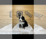 Small Photo #5 Bernedoodle Puppy For Sale in NEW PHILA, OH, USA