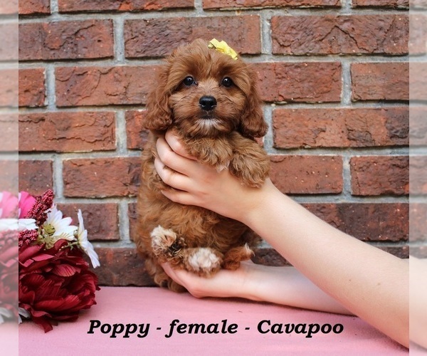 Medium Photo #1 Cavapoo (Miniature) Puppy For Sale in CLARKRANGE, TN, USA