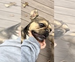Small #3 French Bulldog