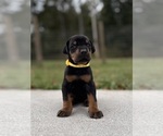 Small #9 Doberman Pinscher
