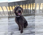 Small #2 German Wirehaired Pointer Mix