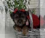 Small #6 Shorkie Tzu