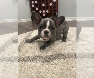French Bulldog Puppy for Sale in PORTSMOUTH, Virginia USA