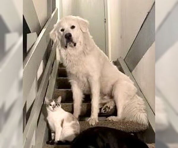 Medium Photo #4 Great Pyrenees Puppy For Sale in Spring, TX, USA