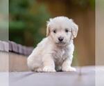Small #2 Poodle (Miniature) Mix