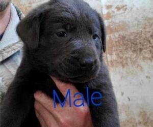 Labrador Retriever Puppy for sale in RIVERVIEW, FL, USA