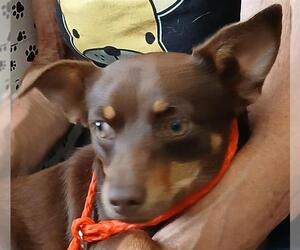 Miniature Pinscher-Unknown Mix Dogs for adoption in Lodi, CA, USA
