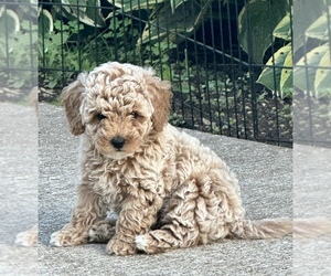 Goldendoodle (Miniature) Puppy for sale in ALGOMA, WI, USA